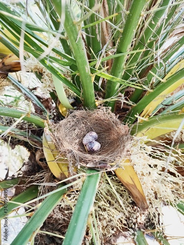 Two eggs were in a bird s nest.