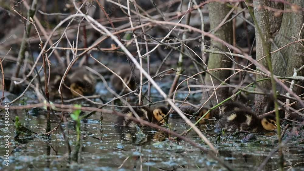Mallard chicks search feed in the wetlands, animal children, spring, (anas platyrhynchos), germany Mallard chicks search feed in the wetlands, animal children, spring, (anas platyrhynchos), germany