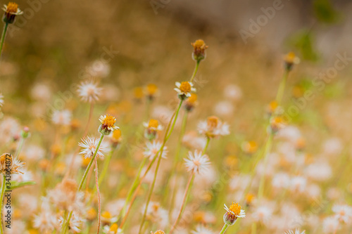 Abstract wild grass flowers grassland in summer background with blurred flowers and bokeh. Green grass and little white flowers on the field. Beautiful summer landscape.