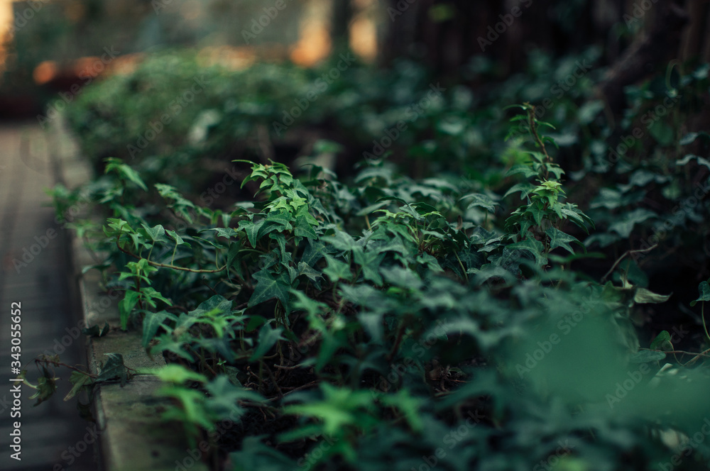 many green ivy leaves wrapping tree trunks and earth in a green botanical garden in spring. Template for design. Copy space. many green ivy leaves wrapping tree trunks and earth in a green botanical garden in spring. Template for design. Copy space.