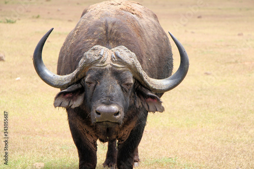 African buffalo or Cape buffalo  Syncerus caffer    Thaba Lodge  Black Rhino Reserve  South Africa