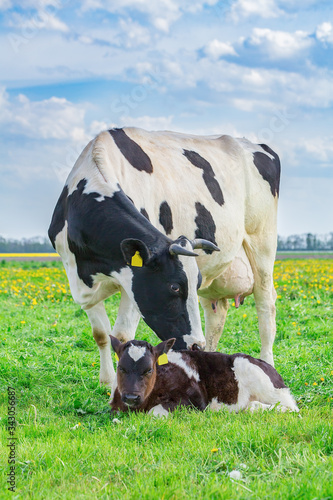 Mother cow with newborn calf in dutch meadow