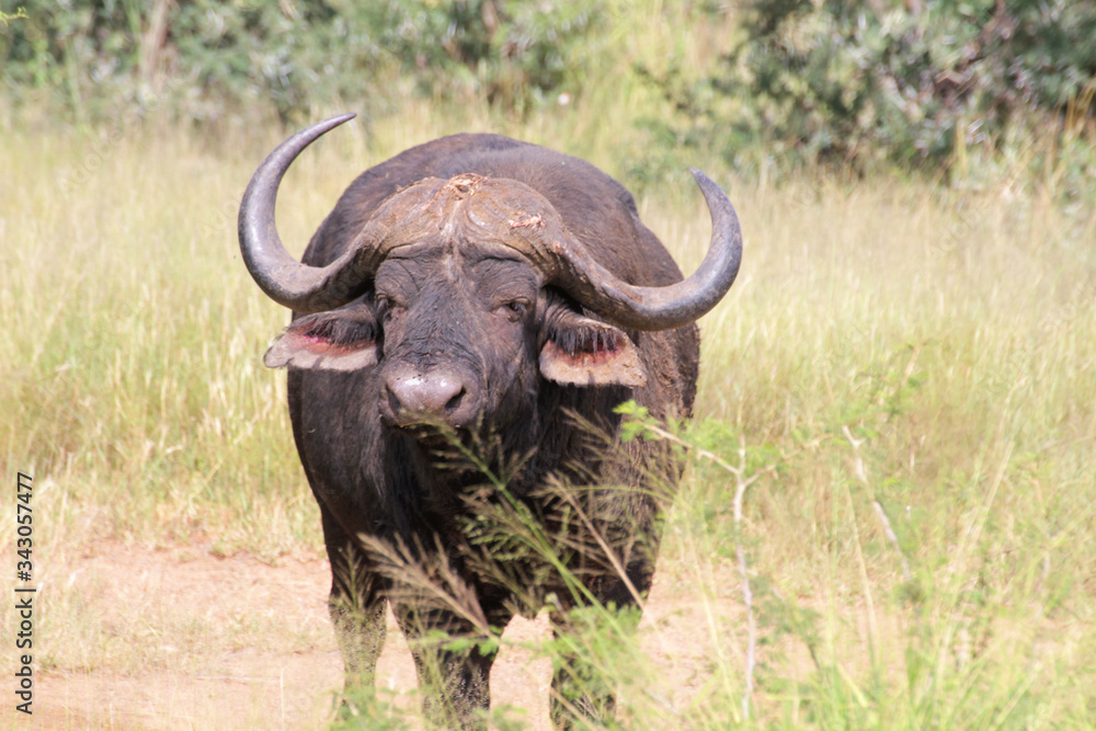 African buffalo or Cape buffalo (Syncerus caffer) , Thaba Lodge, Black Rhino Reserve, South Africa African buffalo or Cape buffalo (Syncerus caffer) , Thaba Lodge, Black Rhino Reserve, South Africa