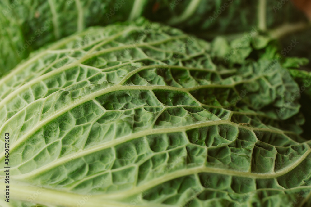 Fototapeta premium Raw fresh green cabbage texture and background. Close up view with selective focus. 