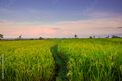 beauty green color of rice fields 