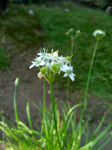 Allium tuberosum (garlic chives, Oriental garlic, Asian chives, Chinese chives, Chinese leek, kecai, kucai) with natural background. Allium tuberosum is a rhizomatous, clump-forming perennial plant. photo