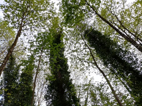 trees in the forest