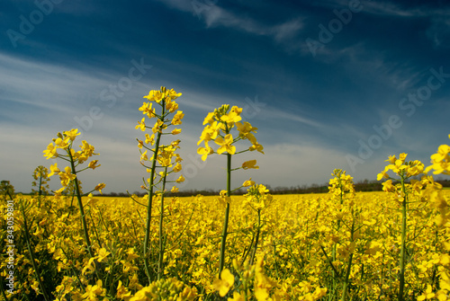 yellow rape field photo