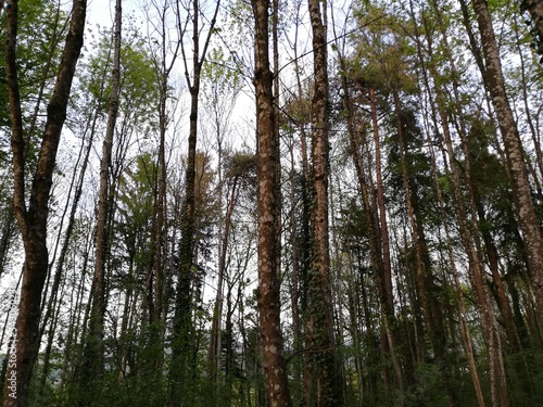 trees in the forest