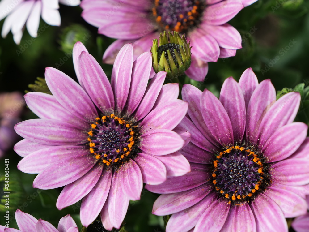 Rosa- und pinkfarbene Blüten von Kapkörbchen, auch Kapmargeriten oder Osteospermum Rosa- und pinkfarbene Blüten von Kapkörbchen, auch Kapmargeriten oder Osteospermum