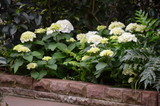 White hydrangea macrophylla or hortensia shrub in full bloom in a flower pot, with fresh green leaves in the background, in a garden in a sunny summer day
