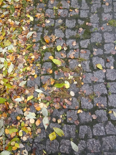  fallen leaves on the sidewalk of gray paving stones