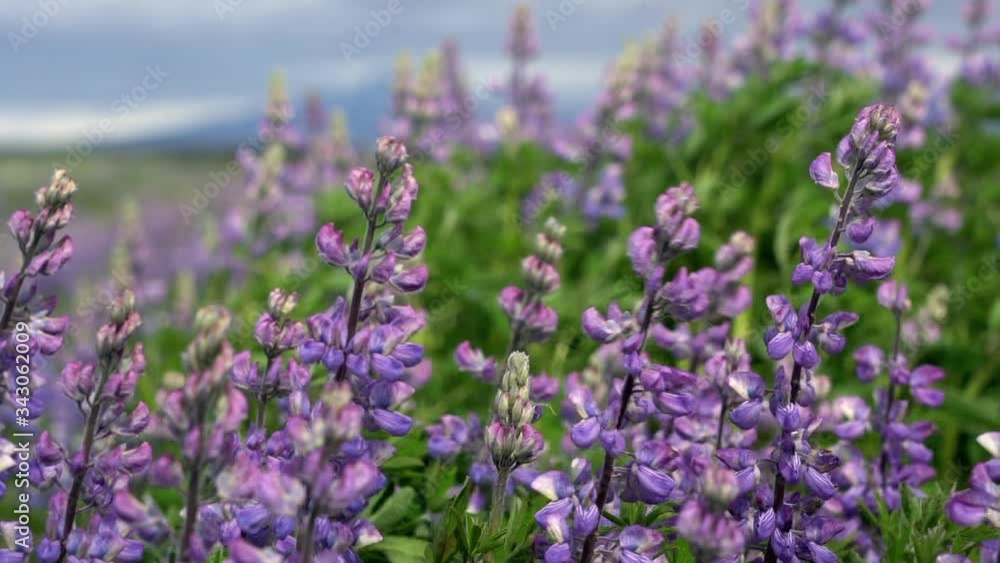 Lupin flowers moving in the wind slow motion 120fps
Lupin flowers moving in the wind slow motion 120fps