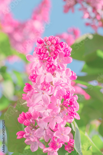 Lilac flower pink spring background.