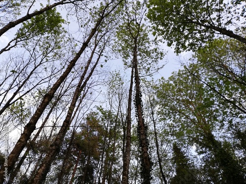 sky and tree