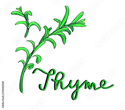 vector illustration of a green leaf thyme herb icon cooking gardening spices isolated on white background