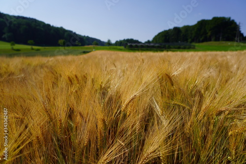 Close-up of golden field of barley in sunny summer day.