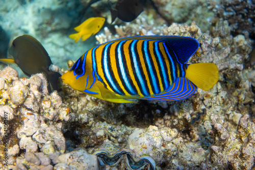 Royal Angelfish (Regal Angel Fish) in a coral reef, Red Sea, Egypt. Tropical colorful fish with yellow fins, orange, white and blue stripes in blue ocean water. Side view, close up.