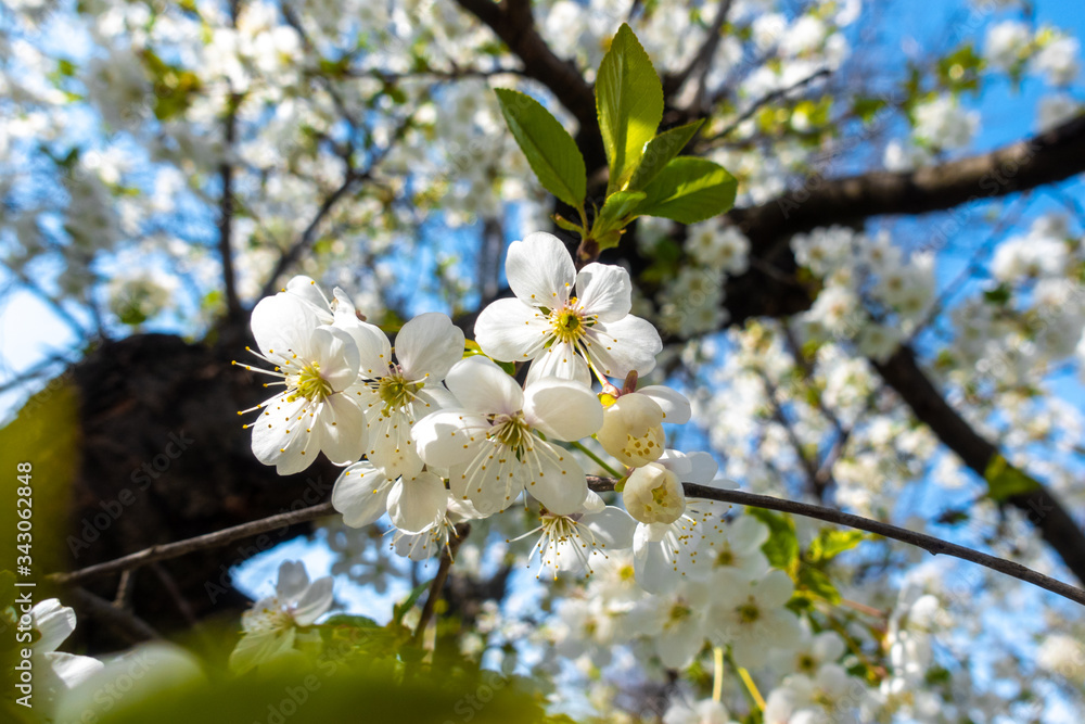 White Spring Cherry Flowers, Blooming Branch with Green Leaves. Beautiful Blossom In Front Of A Clear Blue Sky.  Delicate Sakura Flowers, Spring Sunny Day.