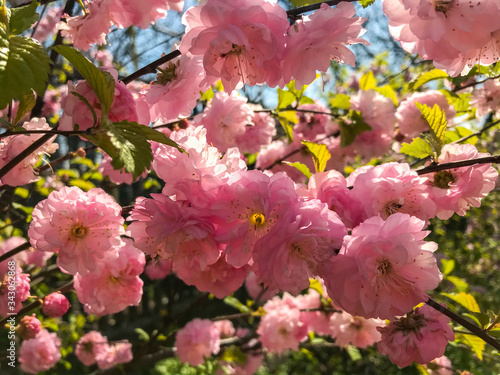 Prunus Triloba  Flowering Plum  Flowering Almond  Louiseania . Branches With Lush Pink Flowers. Spring Rose Cherry Blossom With Young Green Leaves.