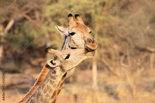 Photography Giraffes in love