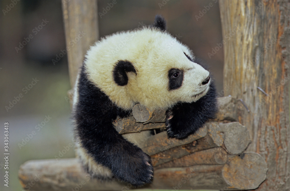 Fototapeta premium Giant Panda