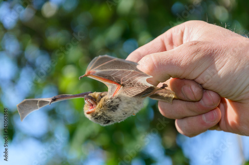 a man's hand holds a trapped angry bat