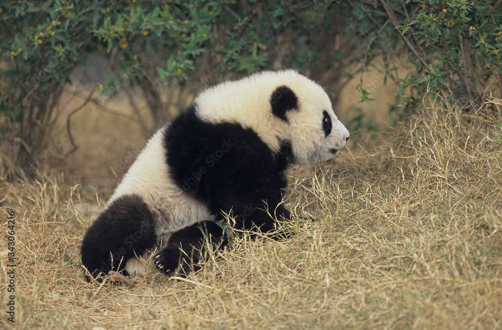 Fototapeta premium Giant Panda