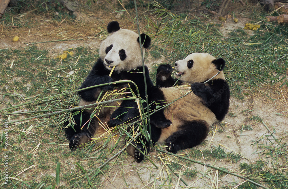 Naklejka premium Giant Panda