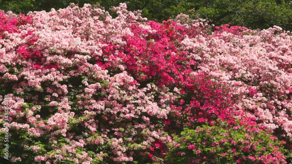 風にゆれるツツジの花 風にゆれるツツジの花