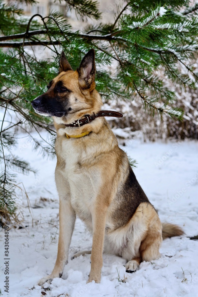 A dog sitting in the snow