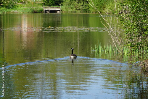 Canadian Goose swimming on Kingsley Pond in Hampshire, UK
