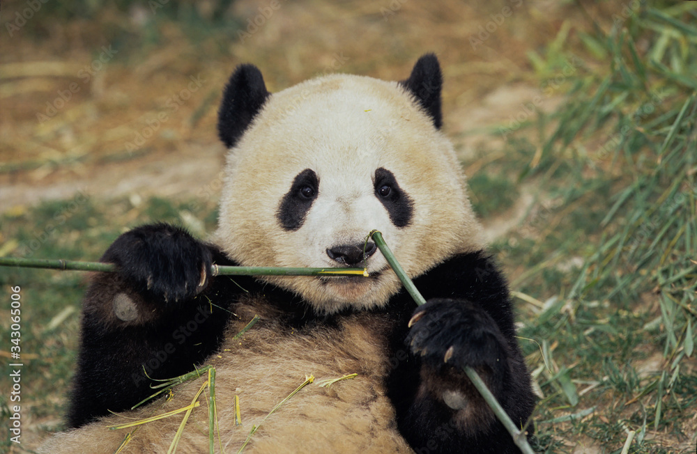 Fototapeta premium Giant Panda