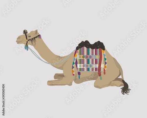 African camel covered with a blanket lying on the ground. Blanket with ethnic ornaments and tassels decorates a camel. 