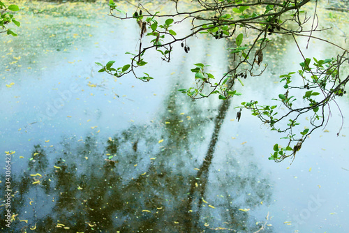 Salix alba im Frühling an einem Fluss