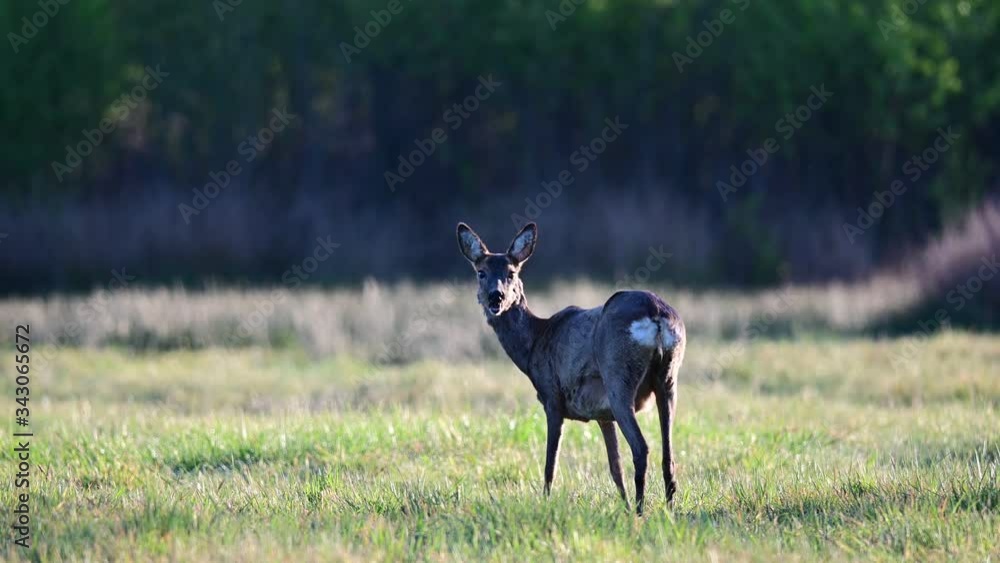 Roe deer female grazing on the meadow and is pregnant, spring, (capreolus capreolus), germany Roe deer female grazing on the meadow and is pregnant, spring, (capreolus capreolus), germany