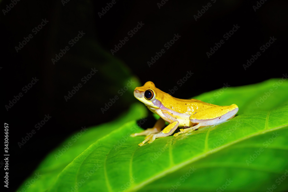 Fototapeta premium Small-headed tree frog (Hyla microcephala) in Costa Rica