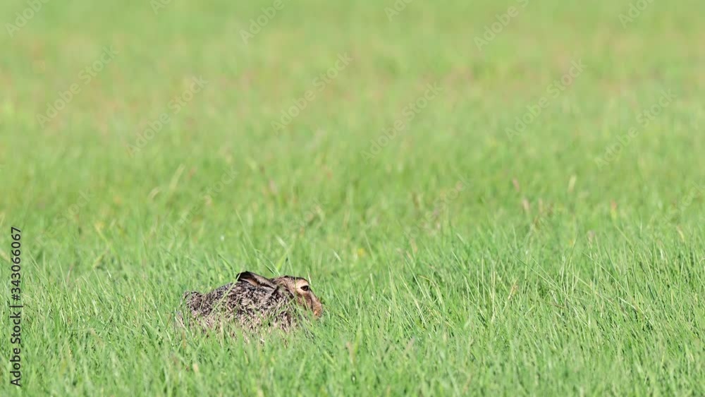 Brown hare lie on the meadow for hide, spring (lepus capensis), germany Brown hare lie on the meadow for hide, spring (lepus capensis), germany