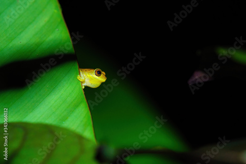 Small-headed tree frog (Hyla microcephala) in Costa Rica photo