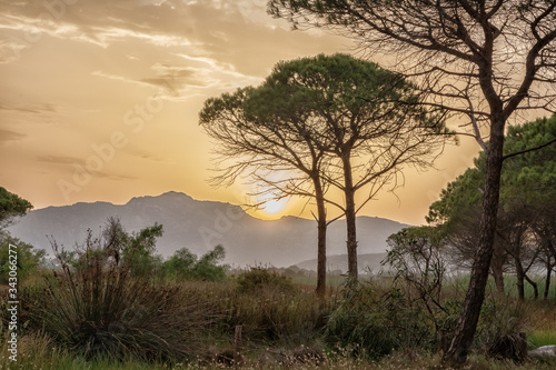 Wallpaper Mural Orange sunset in the mountains, pine trees in the foreground. Beauty of our planet. Torontodigital.ca