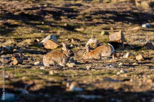 Bunnies Jumping