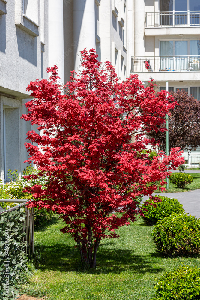 Naklejka premium front view beauty red tree 
