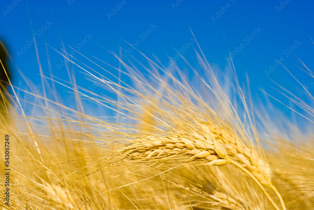 yellow wheat in the sky field yellow wheat in the sky field
