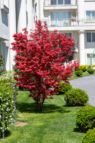 front view beauty red tree 