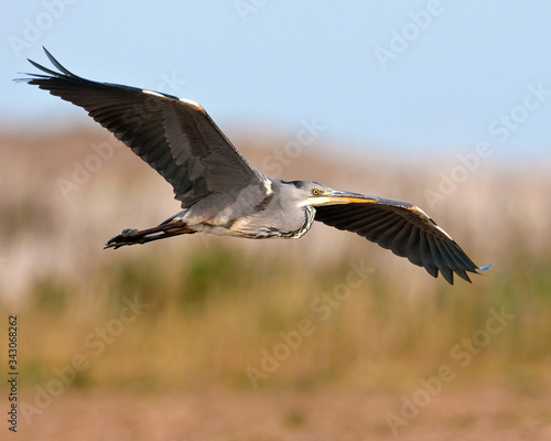 Grey Heron in flight 