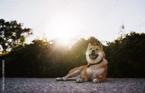happy smile dog close up rest on background sun light landscape, chilling shiba inu leisure on park, pet relaxing on nature, animal relax holiday vacation trip, mockup copy space