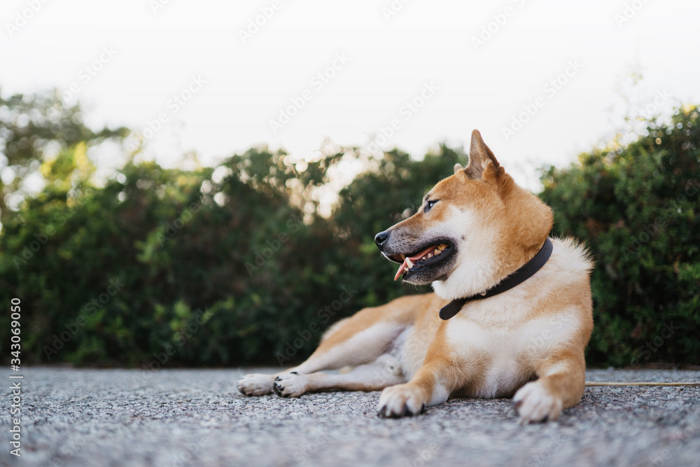 smile dog close up rest on green landscape, chilling shiba inu leisure on park, pet relaxing on nature, animal relax holiday vacation trip, mockup copy space smile dog close up rest on green landscape, chilling shiba inu leisure on park, pet relaxing on nature, animal relax holiday vacation trip, mockup copy space
