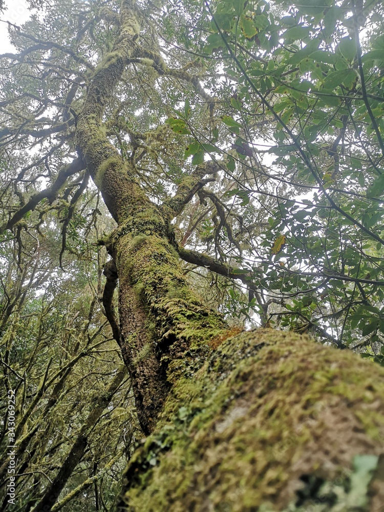 Fototapeta premium tree in the forest