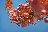Pink flowers on the tree. Cherry blossoms on blue sky background. Many flowers with yellow leaves close up.