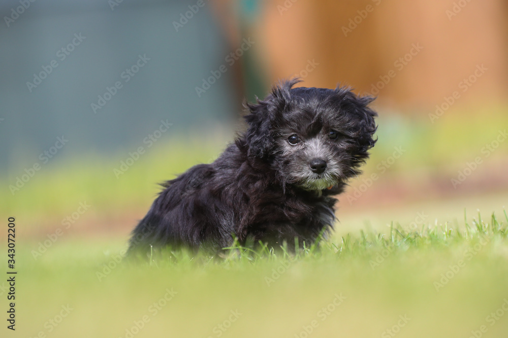 Junger Maltipoo Welpe im Garten Malteser Zwergpudel Junger Maltipoo Welpe im Garten Malteser Zwergpudel